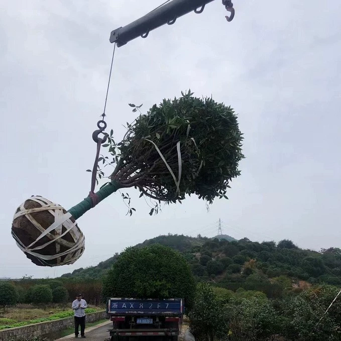 Оптовая база османтуса, золотого османтуса, августовского османтуса, четырехсезонного османтуса, высококачественный грунт с полной спецификацией.