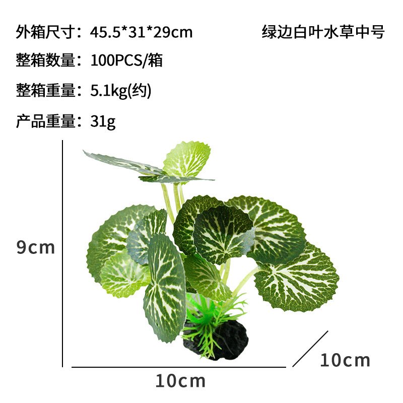 Hierba de agua de hoja blanca de borde verde mediana