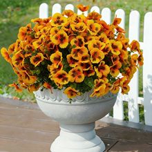 ���δ�ɫϵ7����ɫ�����滨�����ٻ����콁���b��R�d���T�F؛