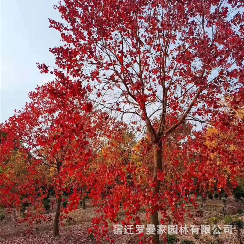 丛生乌桕树苗批发园林绿化工程苗木公园行道风景树木子树红叶乌桕