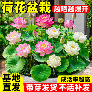 �ɻ�����ˮ�Bɏ��ź���ļ��^�pź�Nˮ��Gֲ���������˯ɏź�N��