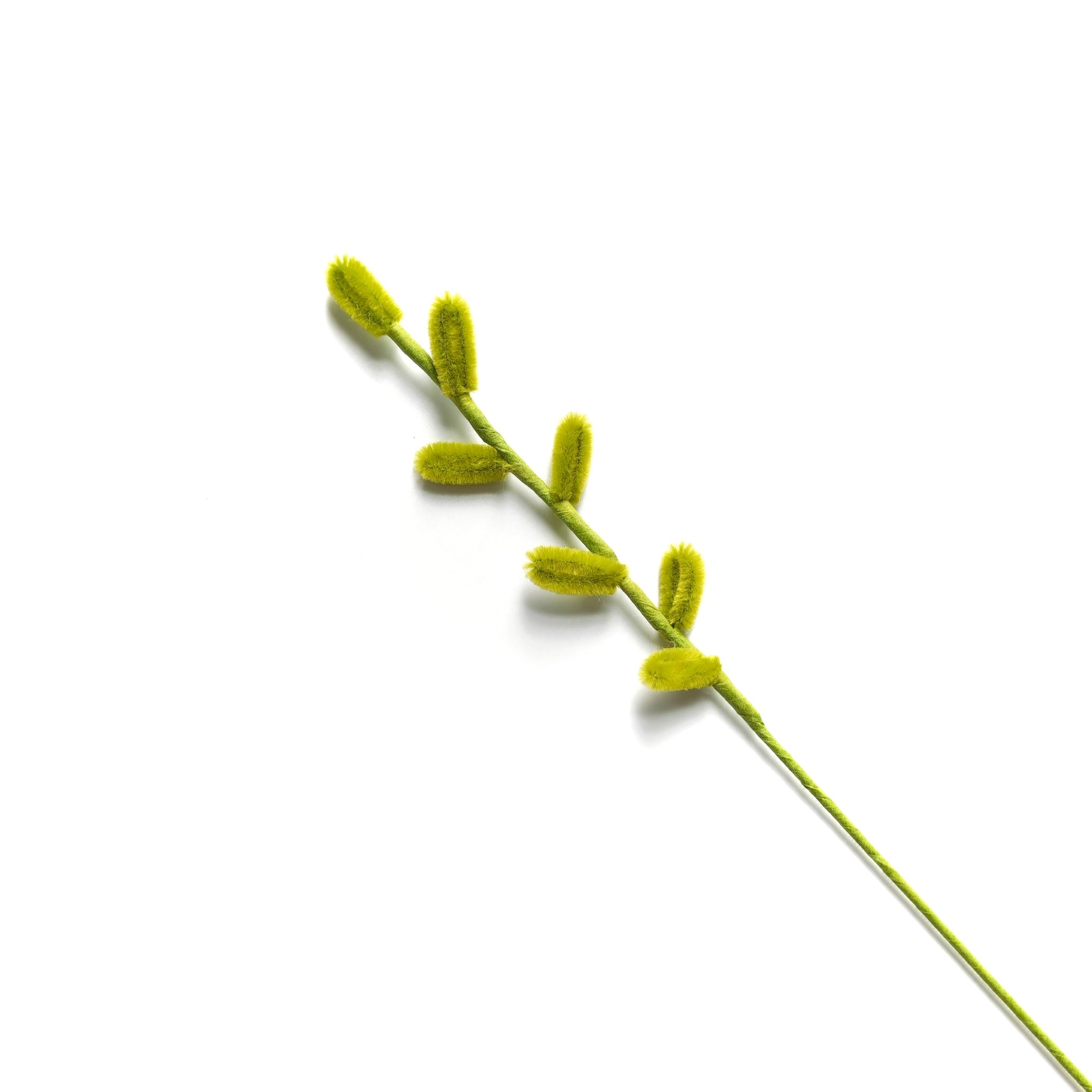 은버드나무【잔디 녹색】