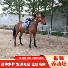 �����T���R ��Ѫ�Rһƥʲô ���۰�Ѫ�R �T�˵�Ѫ�y�R