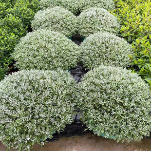 ܽ�ؾ����Ի��@�����y�~���^�~����ֲ�������ͺ��͟��ļ�������B