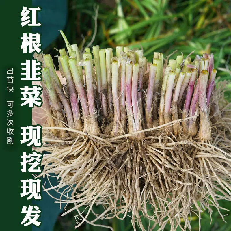 Красный корень широкий лист семян Порея фабрика оптом рассада четыре сезона семян Ян Тайвань рассада фиолетовый Корень горшок