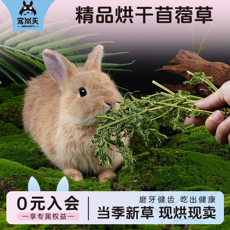 宠尚天烘干苜蓿草兔子食用兔草兔粮龙猫荷兰猪粮食粮草干草2lb