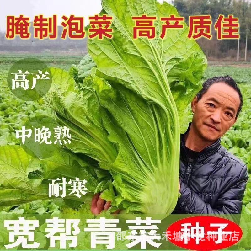 宽帮青菜种子腌渍泡菜酸菜腌菜四川芥菜中熟大叶高产秋播蔬菜种子