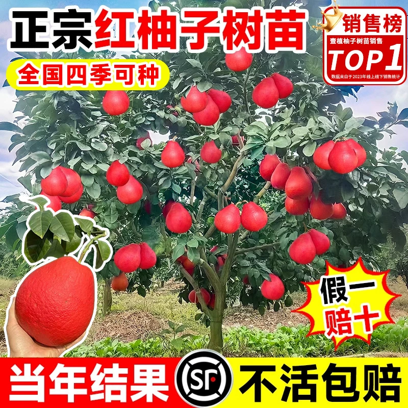 Саженцы помело с красным сердцем, саженцы плодов сиамского красного помело, привитые на севере и юге, посадка на балконе во дворе трех саженцев красного медового помело.