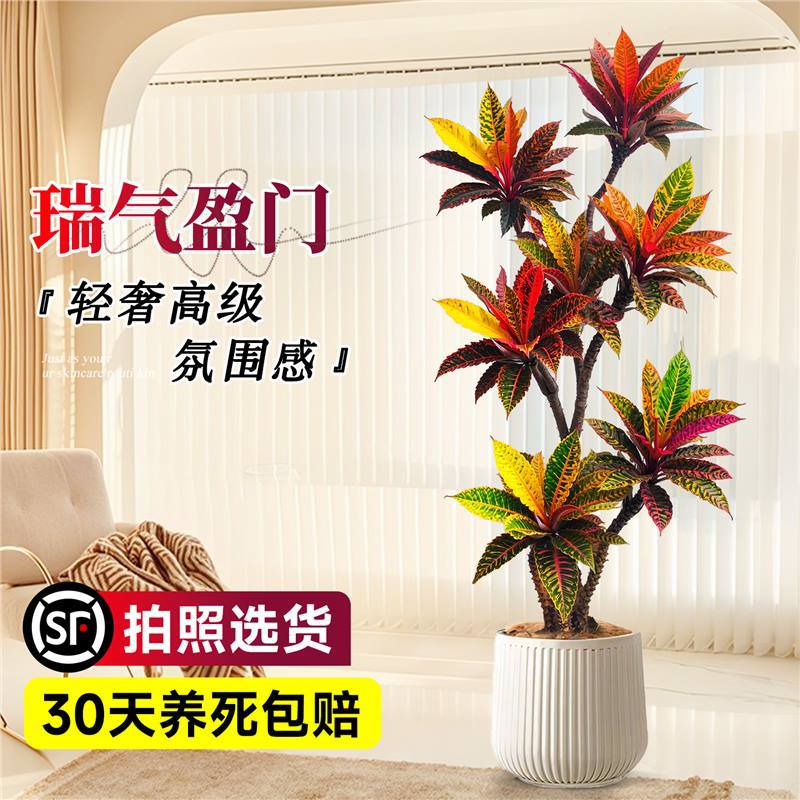 大型绿植变色木盆栽室内客厅真树旺宅好养七彩变叶木四季造景花卉