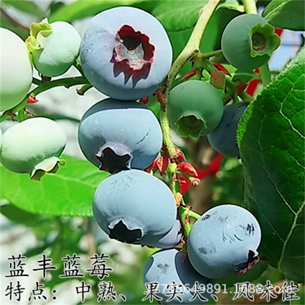 Sheraton Черничная рассада Растение в горшке Север и Юг Четыре сезона Балкон Фруктовое дерево Посадка Двор Различные фруктовые деревья Фрукты года