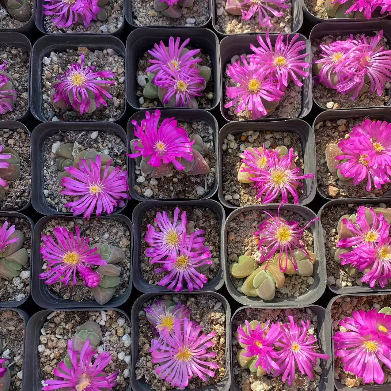 Несравненный нефрит 3-5 голов и несколько человек на самом деле выстрел 6,5 см