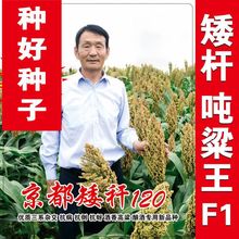 矮杆酒糯高粱王超吨铁杆100红高粱种子 矮杆抗鸟酿造型高产高粱籽