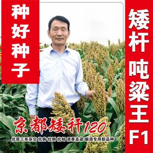 ���U��Ŵ�����������F�U100�t�����N�� ���U���B����͸߮a������