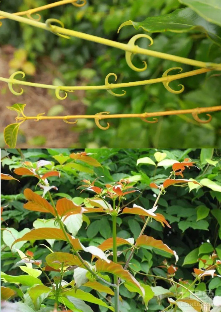 Gou Teng Dried Uncaria Hooks 500g Wholesale Sulfur-Free New Stock 95% Hook Rate specifications