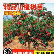 山楂苗嫁接苗大五棱山楂树苗南方北方种植庭院盆栽地栽果树苗金星