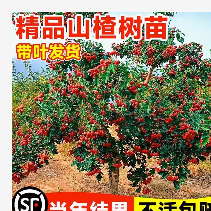 山楂苗嫁接苗大五棱山楂树苗南方北方种植庭院盆栽地栽果树苗金星