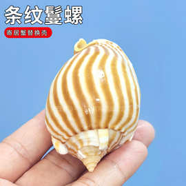 条纹鬘螺贝壳海螺鱼缸水族造景卷贝鱼寄居蟹繁殖壳创意多肉盆栽