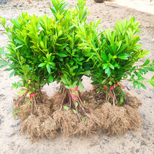 ë�N�����ľ�@��ͥԺ�G���������ļ����N���绨�@�ֻ����_��ֲ��