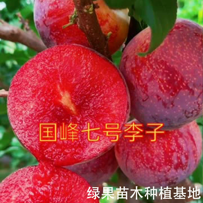 Саженцы сливы Гуофэн № 7, привитые плодовые саженцы, саженцы сливы Гуофэн № 7, плодовые саженцы, посаженные в северных и южных районах в одном году.