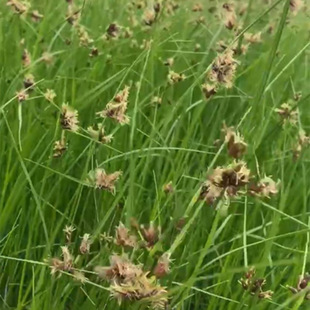 Base Wholesale Bulrush Seedlings, Aquatic Plants Bulrush, Wetland Ecological Environment Transformation Wet Plants Available from Stock
