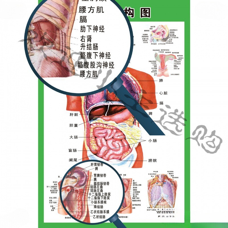 海报人体医学内脏系统解剖示意图宣传结构图挂图医院心脏人体器官