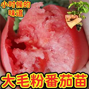 �۹����t����ë�۷����������_��������˹�߲����̨�ļ�СԺ�Nֲ