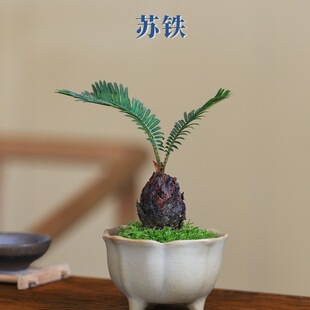 �F���^�~����ͺ��K�FС���Կ͏d������Һ��B���˾Gֲ�ļ����G