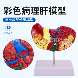 医学仿真人体肝脏解剖模型肝门胆囊胆管结构消化系统器官演示教具-阿里巴巴