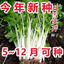 ڰ۲˷NĴ۲˰חU۲͟Ắļ̨߲˷N