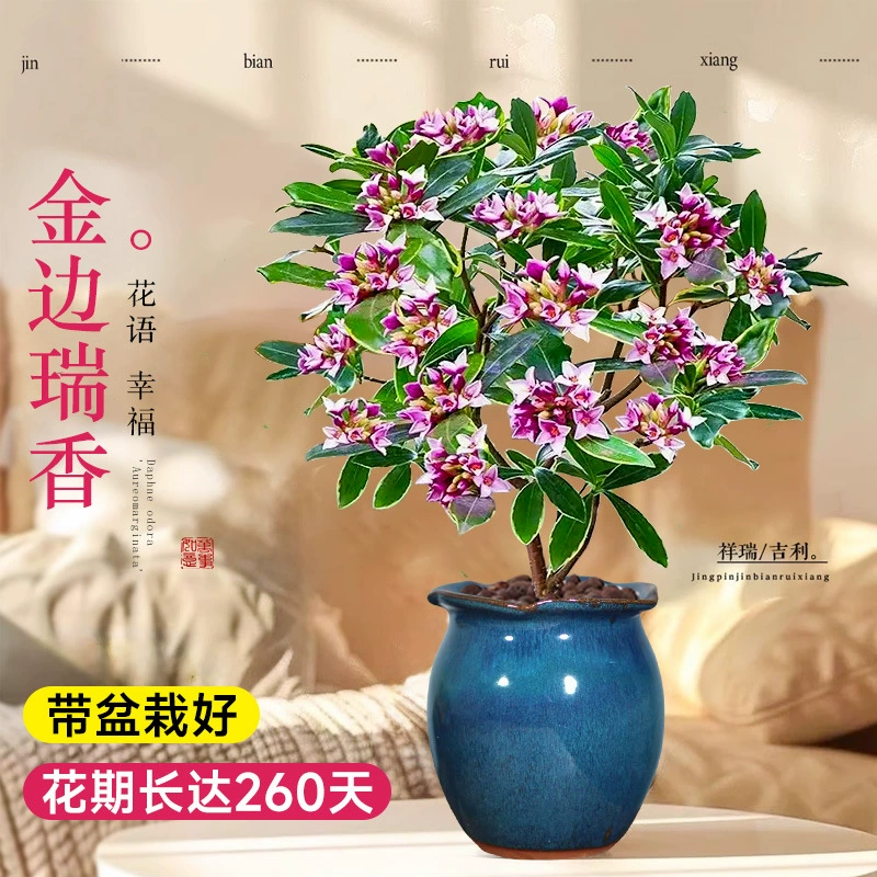 Новогодний цветок, горшечное растение камелии с золотистыми краями, старый сучок с бутонами, бонсай с цветком камелии, зеленое растение на балконе, легко поддерживать в любое время года.