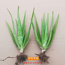 ���A�J�C�� �Ї��J�C ʳ���J�C ���� ����ֲ��