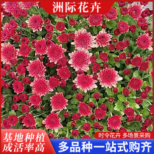 ���c�չ����绨���[����·�߅���@�쾰ͥԺ��ֲ�＾�r��ݻ����l