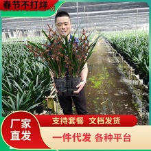 墨兰盆栽企黑金边金华山报岁兰花卉客厅阳台宽叶浓香兰花四季常青