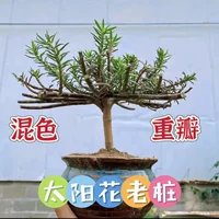 Разноцветный подсолнух с двойными лепестками и корнями для холодостойкого посадки во дворе и на балконе, цветет в любое время года.