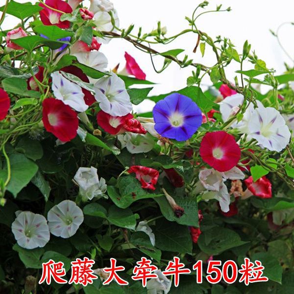 Semillas de flores, plantas en macetas, balcón, jardín, margarita, girasol, lavanda, pétalos dobles, semillas de girasol