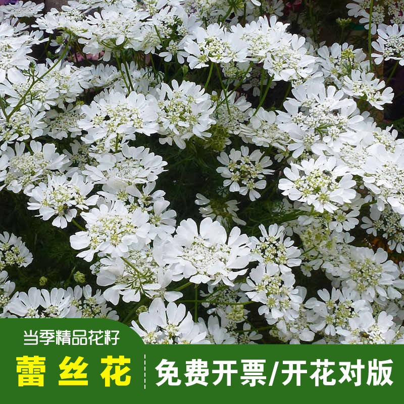 Premium White Lace Flower Seeds, Snowdrop Flowers, White Satin Ribbon Lace Flowers, Oregano, Amaranth, Fresh Cut Flower Seeds