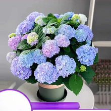 ���������Ԏ����ļ��_���҃�ֲ�ﻨ���̨���B��o�M���Ϙ��Gֲ