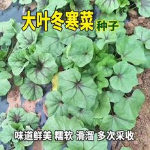 冬寒菜种子高钙菜四川冬葵马蹄莱冬苋菜四季蔬菜种子做汤凉拌