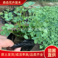 白三叶盆栽 工程绿化苗园林设计 三叶草护坡复绿四季常青庭院绿化