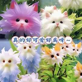 大花脸猫兰花爆款新款盆栽外形可爱热卖满屋浓香清香芬芳一件代发