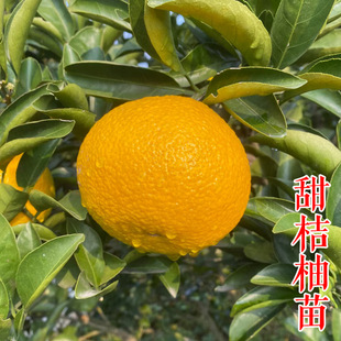 Sweet Pomelo Seedlings, Authentic Grafted Jianyang Pomelo Sunshine No. 1 Golden Citrus Qingyuan Pomelo Saplings Introduction