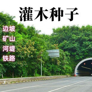 ��ľ�N�����뻱�̻��iʺ���໨ľ�m�y�Ϛg��·�G���o�¹����ݷN��