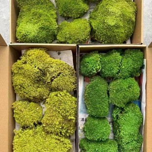 Immortal white hair moss moss plant wall wholesale boxed eternal flower landscaping diy material green natural plants