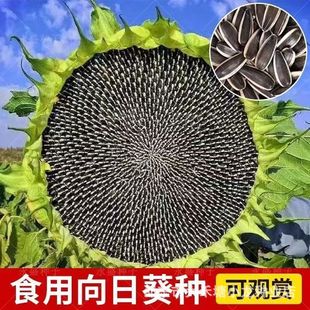 ��ó����տ��N�ӿ�ʳ�ÿ�����Ƥ��������տ��N���ļ��߮a�N��