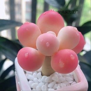 New Cheese Cherry Glutinous Rice Balls Succulent Plants Office Potted Balcony Flowers Purify the Air and Prevent Radiation