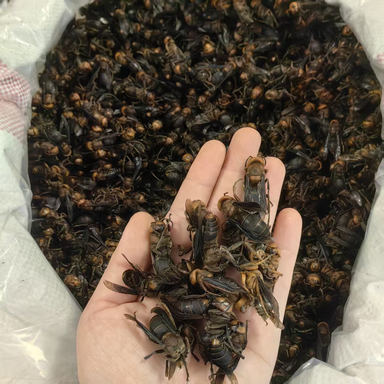 Dried Wasp Hornet Whole Body Hu Tou Feng Traditional Chinese Herb Natural Sun Dried Sichuan Origin 1000g key features