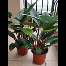红钻金钻大叶盆栽绿植花卉落地居家大型花卉四季常青好养室内植物