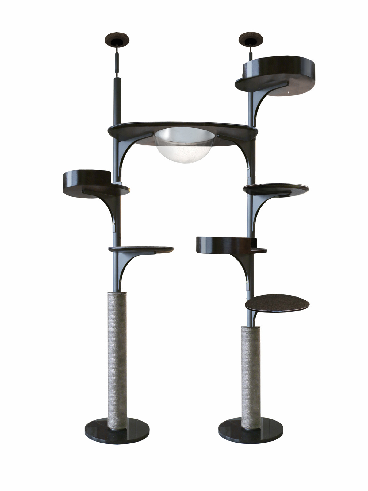 일곱잎과 꽃(검은 호두색 높이 2.25— 2.7m )