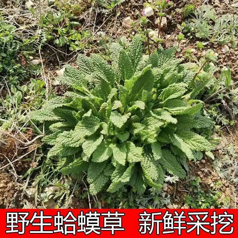 Dried Toad Herb Ha Ma Cao 蛤蟆草 Salvia plebeia Whole Herb 500g for Culinary Herbal Use key features