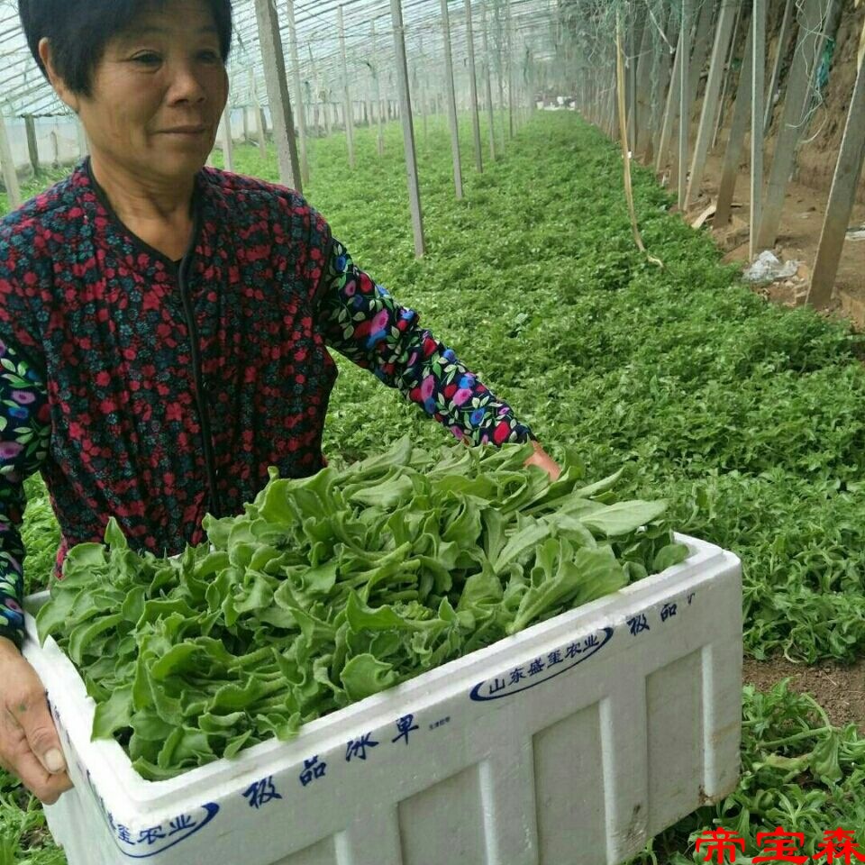 新鲜非洲冰草冰草冰花冰叶雪菜沙拉菜蔬菜火锅蔬菜